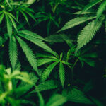 Geurolie - Cannabis