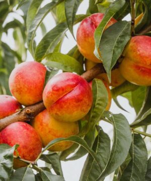 Huile de parfum naturel - Bergamote et Nectarine