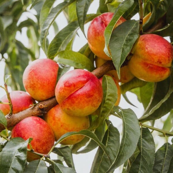 Huile de parfum naturel - Bergamote et Nectarine