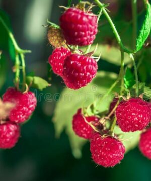 Huile de parfum naturelle - Framboise et pois de senteur