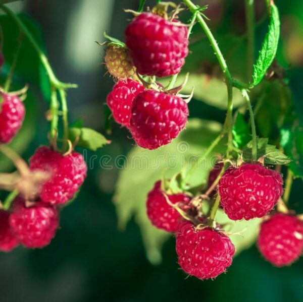 Huile de parfum naturelle - Framboise et pois de senteur