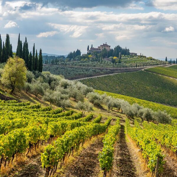 Fragrance Oil - Tuscan Vineyard Inspired - 10 ml