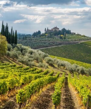 Olio di fragranza - Ispirato al vigneto toscano