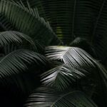 Geurolie - Varen & Acai