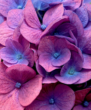 Natuurlijke Geurolie - Geranium & Sandelhout