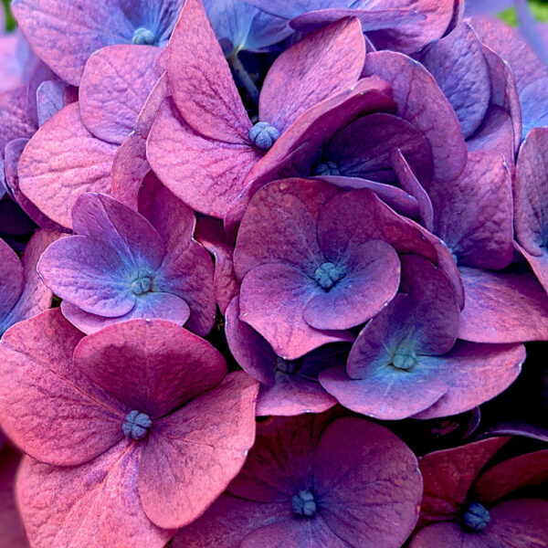 Natuurlijke Geurolie - Geranium & Sandelhout