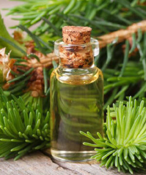 Pine Needle Essential Oil