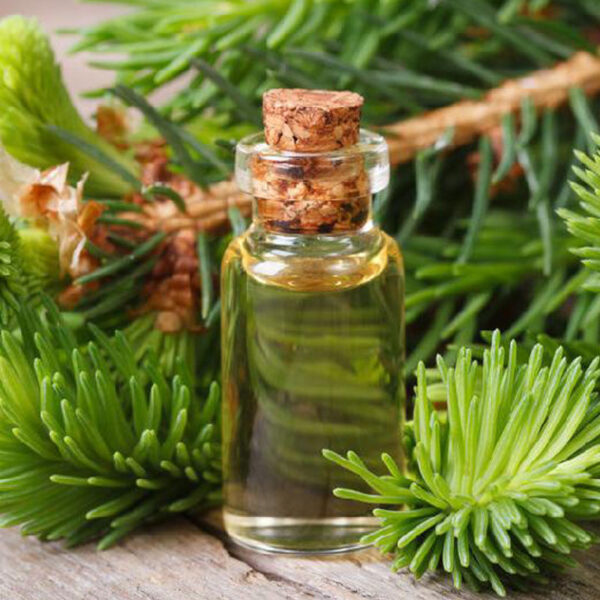 Pine Needle Essential Oil