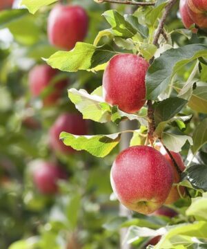 Huile de parfum naturelle - Verger de pommes