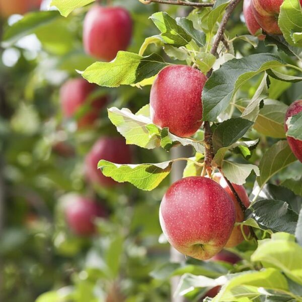 Aceite con fragancia natural - Huerto de manzanas