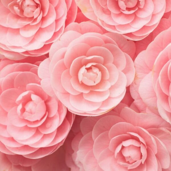 Aceite perfumado - Camelia dulce - 10 ml