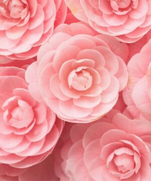 Fragrance oil - Sweet Camellia