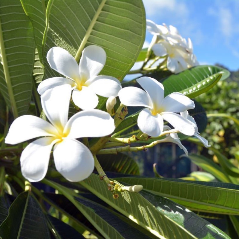 Diffuseur de parfum pour voiture Monoï de Tahiti