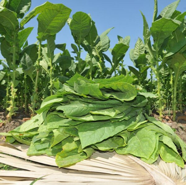 Olio di fragranza - Foglia di tabacco