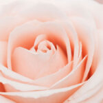 Natural Fragrance Oil - Classic Rose