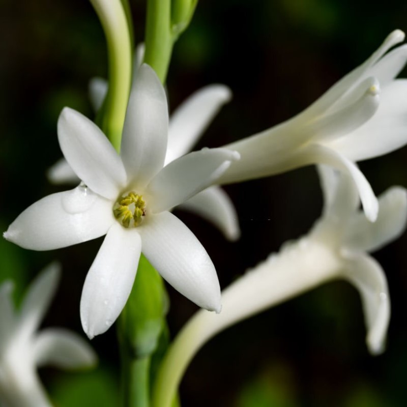 Tuberose Floral Absolute Oil Wholesale Suppliers and Manufacturers India