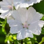 Geurolie - Witte Musk