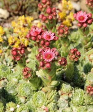 Aceite con fragancia - Agave Bloom