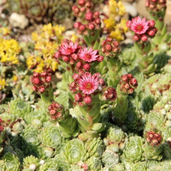 Olio di fragranza - Agave Bloom