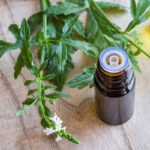 Verbena Essential Oil