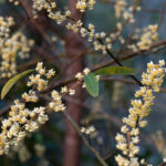 Litsea Cubeba – Meikruid – May Chang Etherische Olie