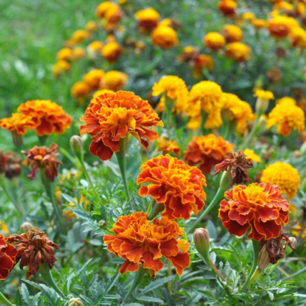 Olio di fragranza - Calendula e Melone