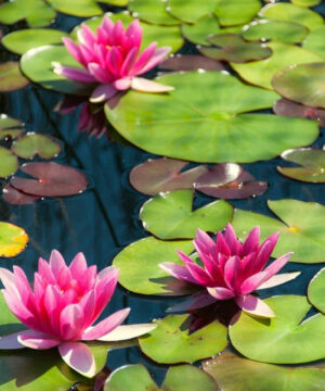 Fragrance oil - Water lily & Lime