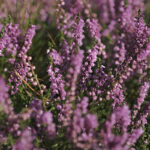 Fragrance oil - Wild Heather & Thyme