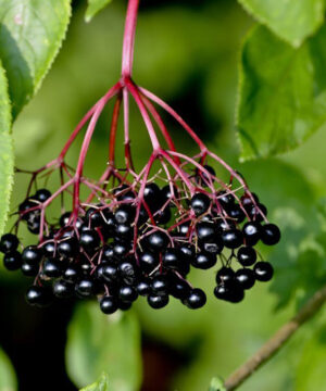 Fragrance oil - Elderberry and Wintergreen