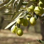 Olio di fragranza - Legno di oliva e cipresso