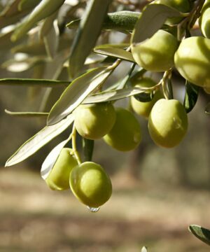 Aceite perfumado - Madera de olivo y ciprés