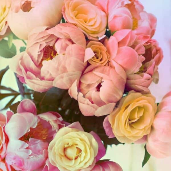 Huile de parfum - Pêche, pivoine et perle - 1 L