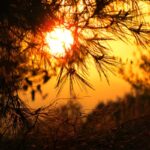 Geurolie - Amberhout Twilight