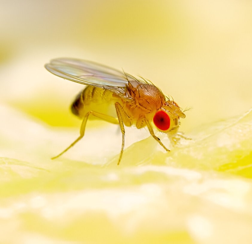 Fruitvliegjes op natuurlijke wijze bestrijden met etherische oliën