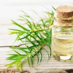 Theeboom - Tea Tree Etherische Olie Biologisch