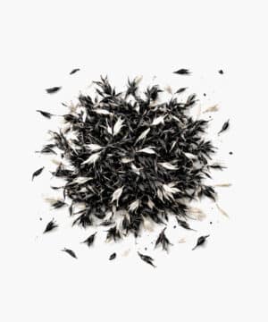 Flores de aciano Negro