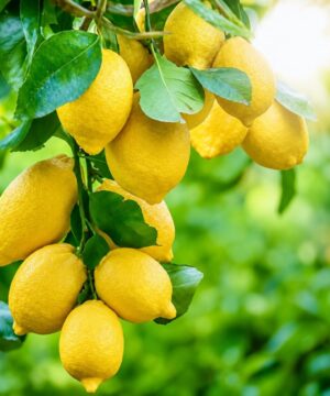 Geurolie - Zonnige Citrus