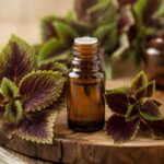 Coleus Essential Oil