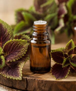 Coleus Etherische Olie